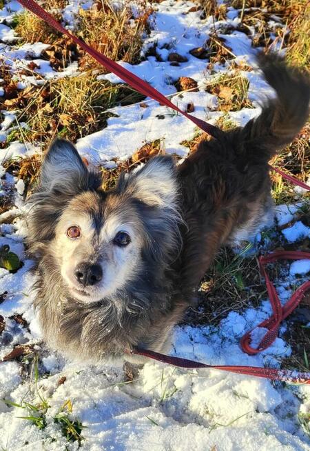Jeżyk poleca się do adopcji