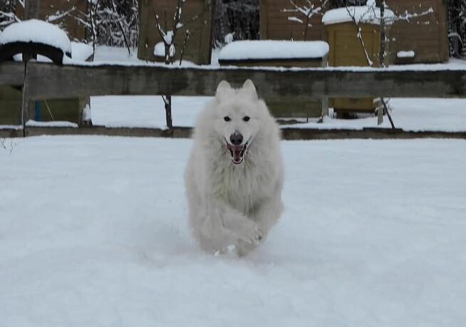 Biały Owczarek Szwajcarski