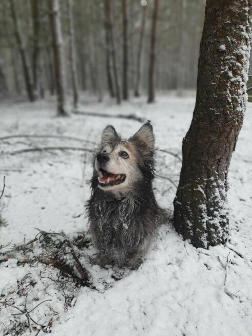 Jeżyk poleca się do adopcji