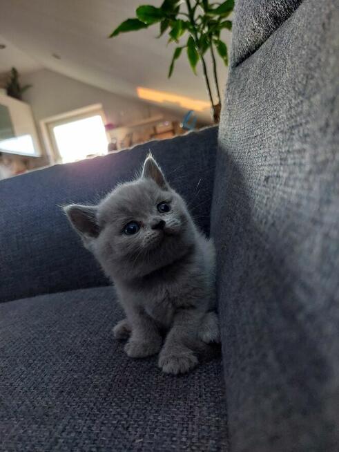 Koty brytyjskie krotkowłose