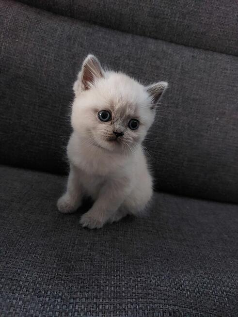 Koty brytyjskie krotkowłose