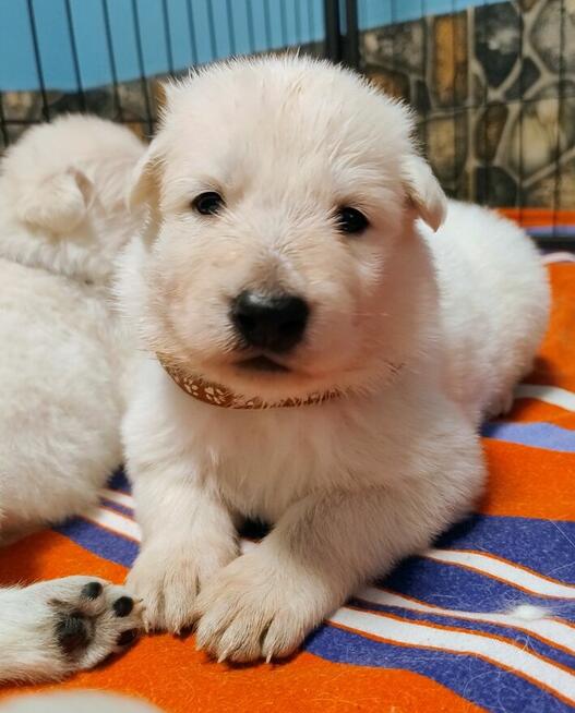 Biały Owczarek Szwajcarski