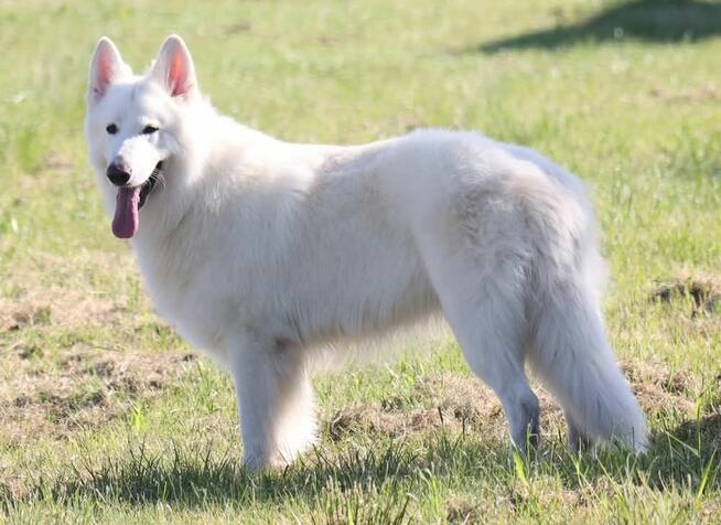 Biały Owczarek Szwajcarski