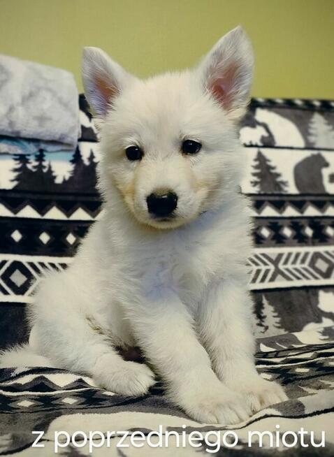 Biały Owczarek Szwajcarski