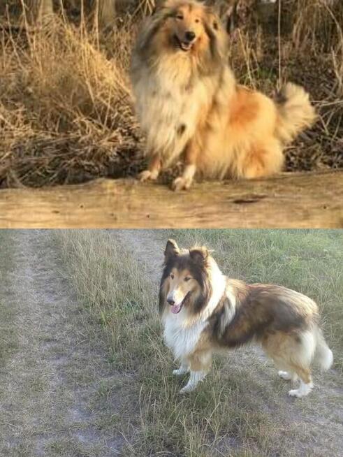 Reproduktor Owczarek Szkocki