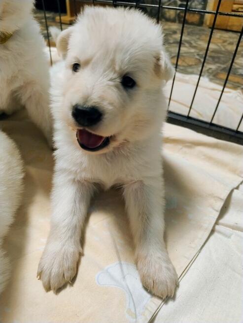 Biały Owczarek Szwajcarski