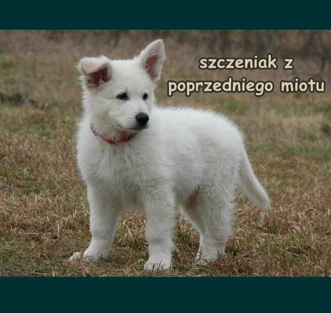 Biały Owczarek Szwajcarski