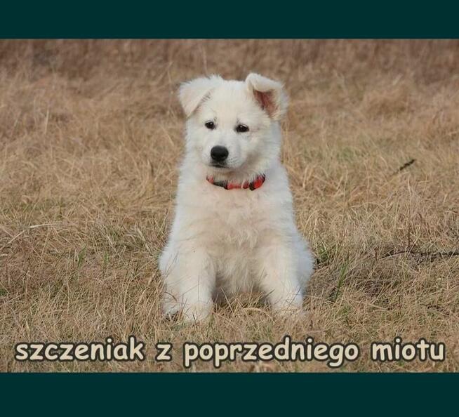 Biały Owczarek Szwajcarski