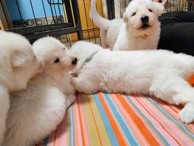 Biały Owczarek Szwajcarski