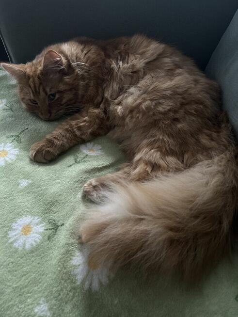 Kocięta syberyjskie rodowodowe