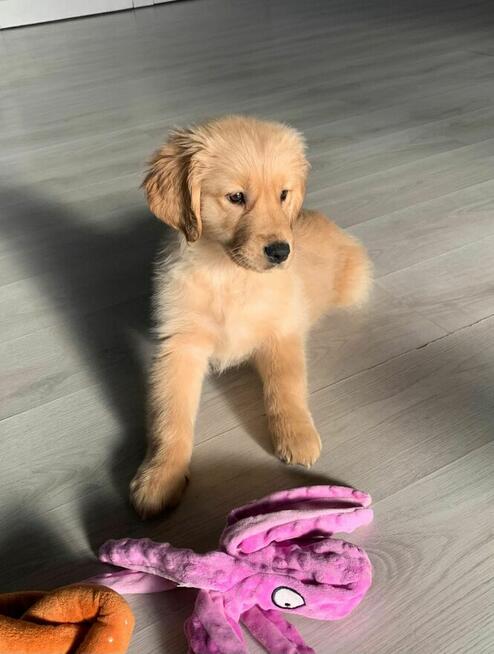 Szczeniak Złoty Amerykański Golden Retriever FCI