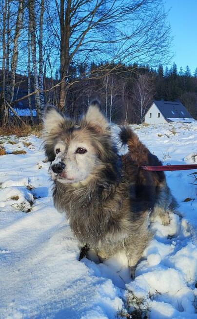 Jeżyk poleca się do adopcji
