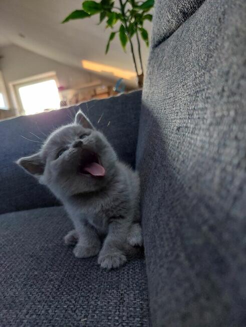 Koty brytyjskie krotkowłose