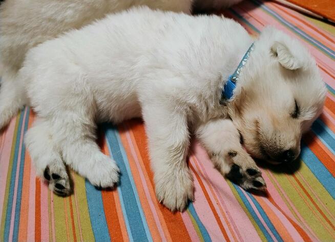 Biały Owczarek Szwajcarski