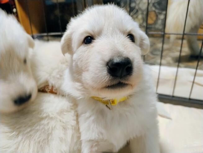 Biały Owczarek Szwajcarski