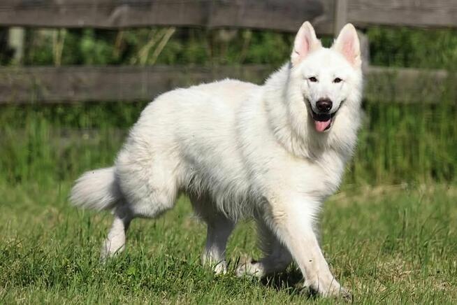 Biały Owczarek Szwajcarski