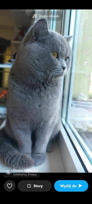 Koty brytyjskie krotkowłose