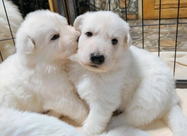 Biały Owczarek Szwajcarski