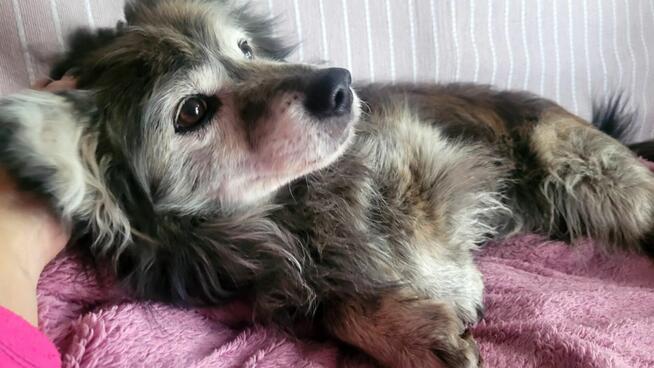 Jeżyk poleca się do adopcji