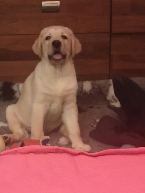 Labrador Retriever szczenię