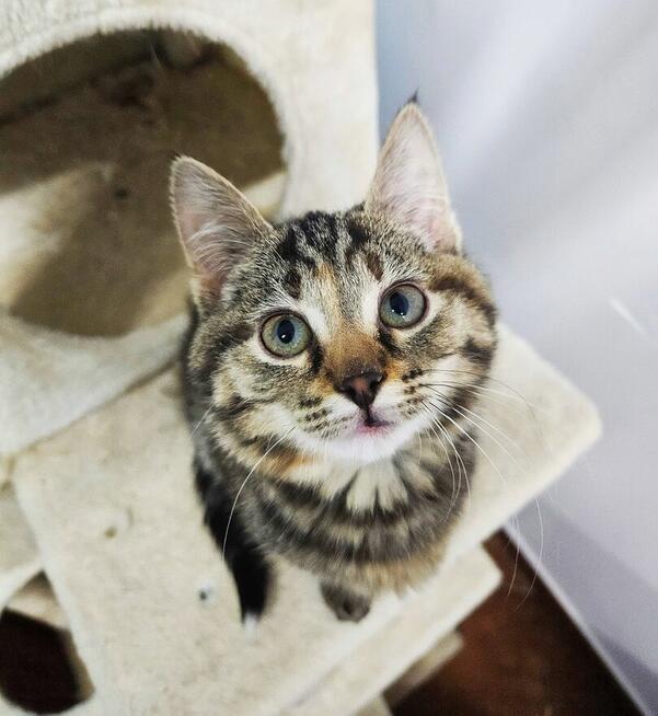 4-miesięczna kotka FLUFFY