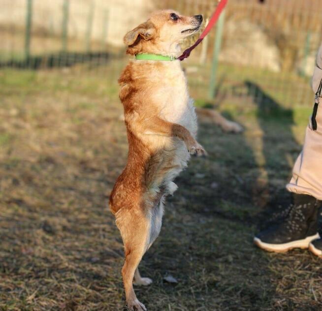 Starszy nieduży psiak NUGAT