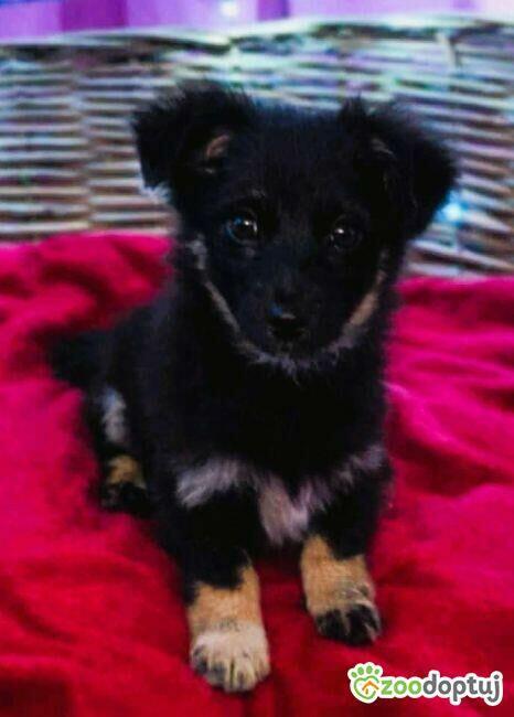 LILI - cudowna szczeniaczka szuka super domu