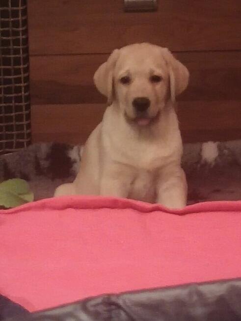 Labrador Retriever szczenię