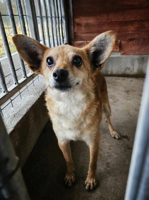 Starszy nieduży psiak NUGAT
