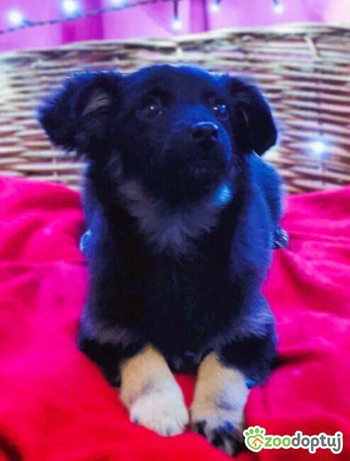 LILI - cudowna szczeniaczka szuka super domu