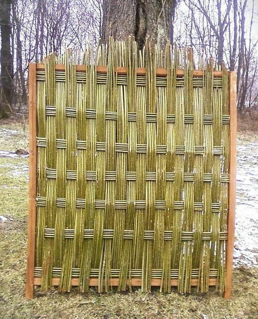 Wierzba energetyczna na pniu z 95 hektarów, kilka tysięcy ton