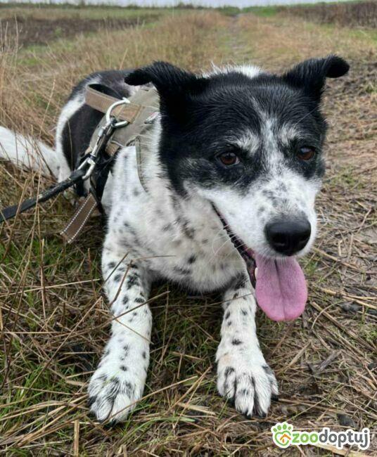 BONA - bita i poniewierana sunia prosi o dom