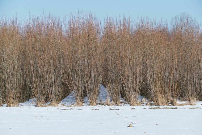 Wierzba energetyczna na pniu z 95 hektarów, kilka tysięcy ton