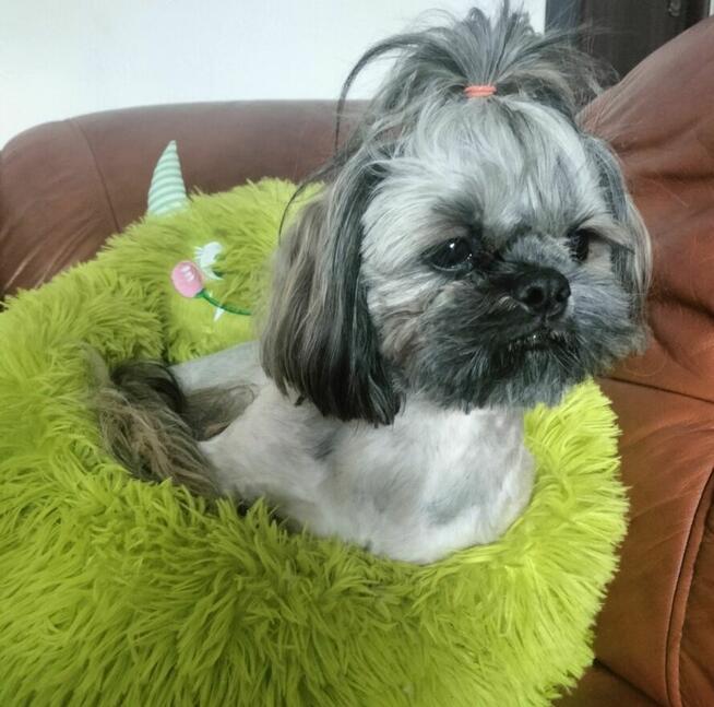 Shih tzu piesek FCI