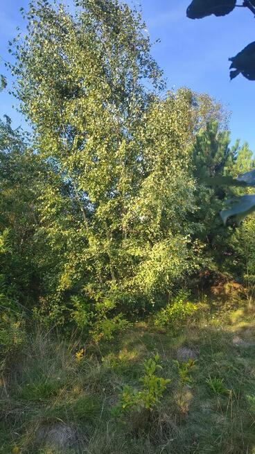 Działka budowlana, Wronowice gm. Łask