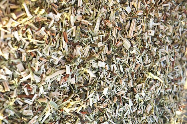 Wierzba energetyczna na pniu z 95 hektarów, kilka tysięcy ton