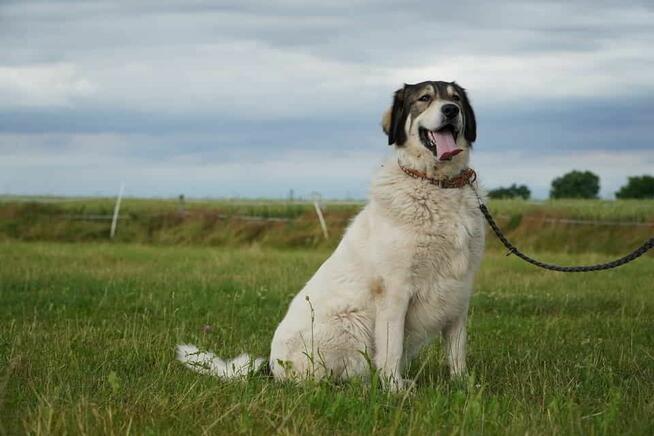 Corina marzy o własnym domku