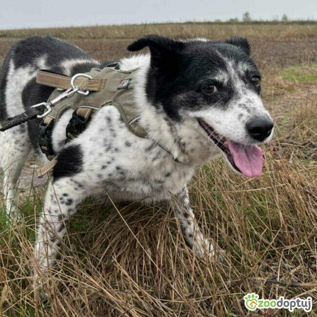 BONA - bita i poniewierana sunia prosi o dom