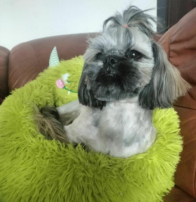 Shih tzu piesek FCI