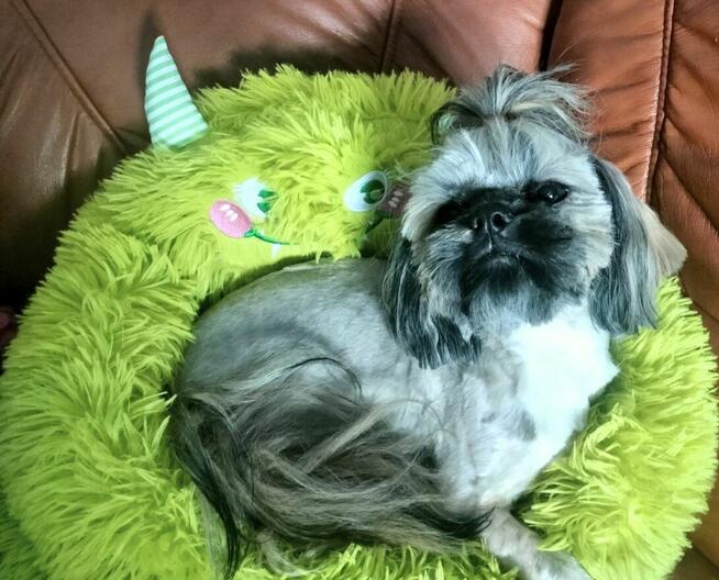 Shih tzu piesek FCI