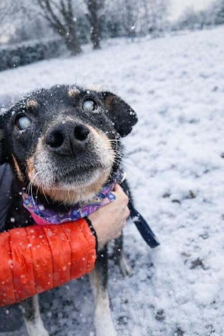 niewidomy Jureczek szuka domku