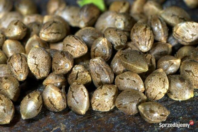 Nasiona marihuany/konopi indyjskich- różne gatunki