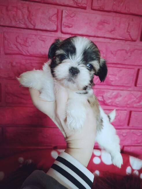 SHIH TZU Już do odbioru szczenięta - śliczne puchate maluchy