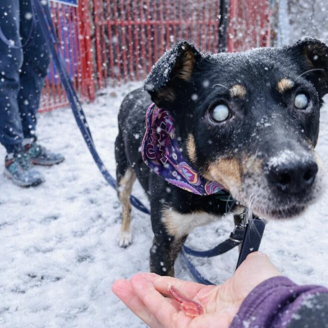 niewidomy Jureczek szuka domku