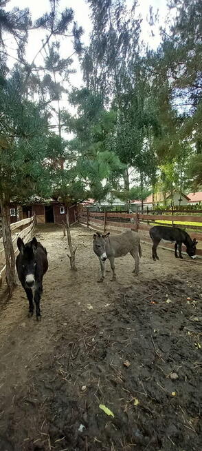 SPRZEDAM OSŁY - OKAZJA !!!!