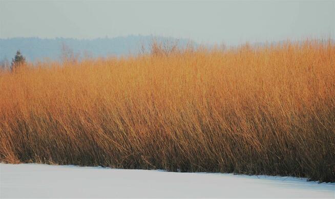 Wierzba energetyczna na pniu z 95 hektarów, kilka tysięcy ton