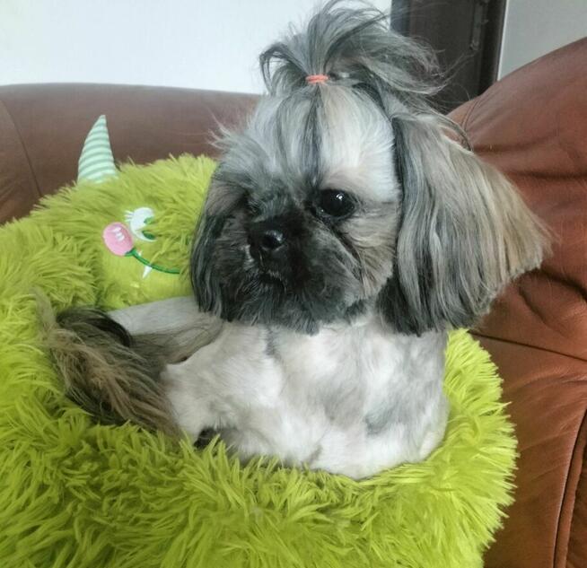 Shih tzu piesek FCI