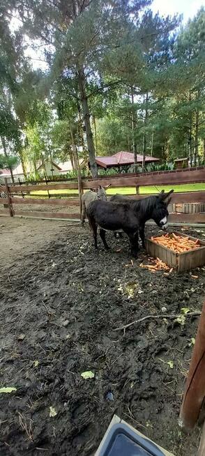 SPRZEDAM OSŁY - OKAZJA !!!!