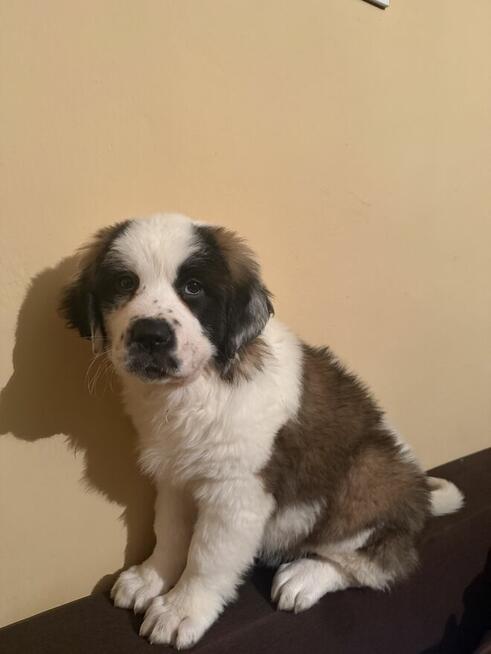 Szczeniak do oddania w dobre rece