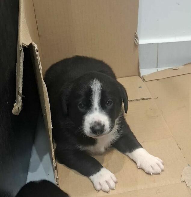 Szczeniaki typu border colie